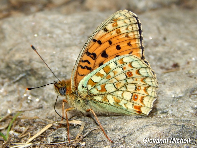 Argynnis adippe? No, Argynnis (Fabriciana) niobe